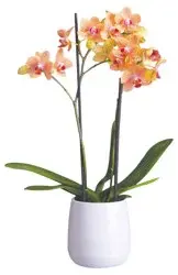 Bloom Haus Premium Potted Orchids