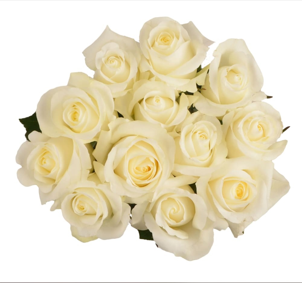 slide 1 of 1, Bloom Haus Dozen Rose Bunch - White, 12 ct