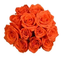 Bloom Haus Dozen Rose Bunch - Orange