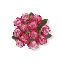 BLOOM HAUS Lavender Roses