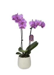 Bloom Haus® Premium Live Potted Orchid, 5-inch pot
