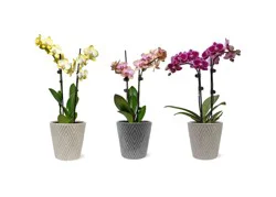 Bloom Haus Fresh Live Potted Orchid, 3-inch pot