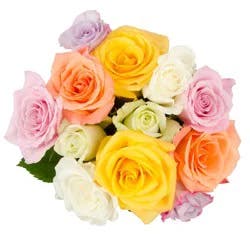 BLOOM HAUS Rainbow Assorted Roses