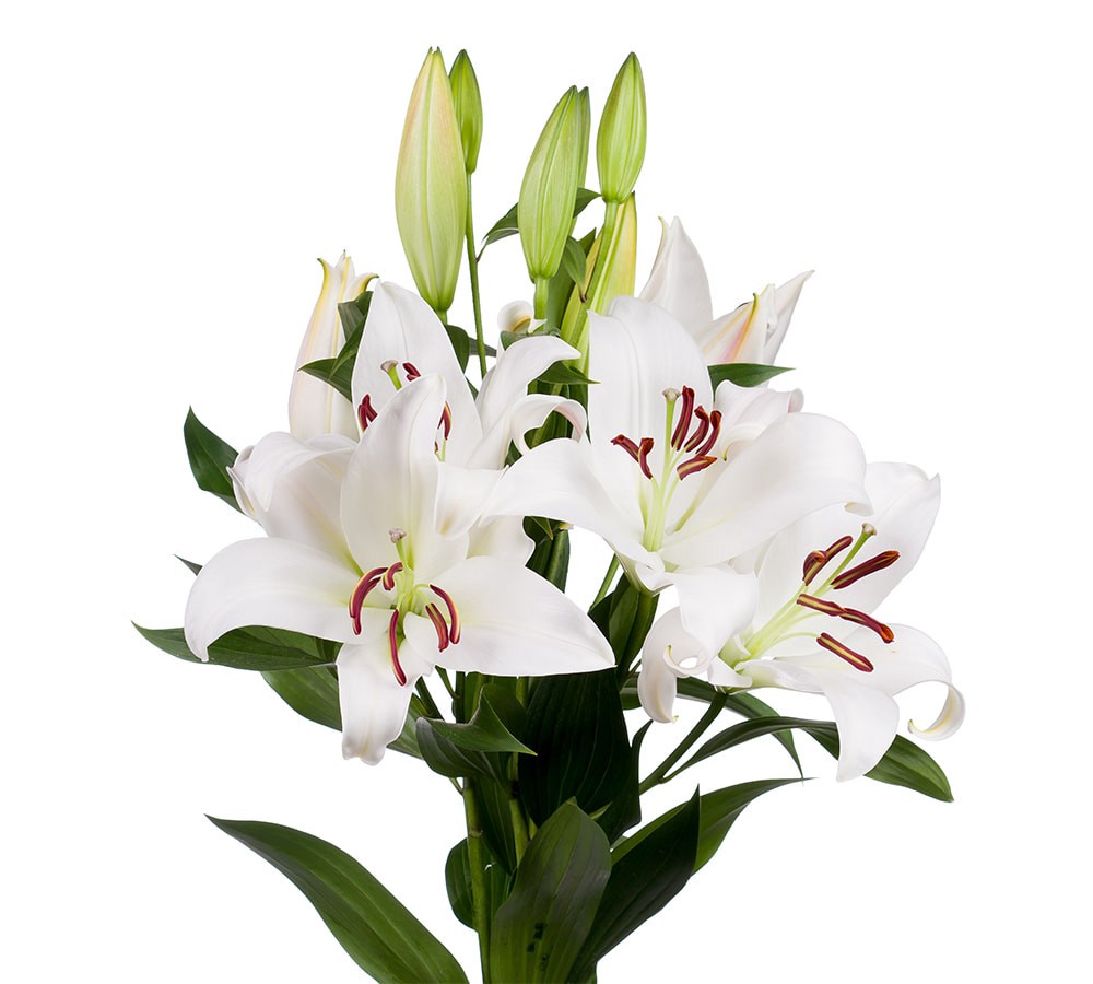 slide 4 of 6, Private Selection Bloom Haus Oriental Lily Bunch, 3 ct