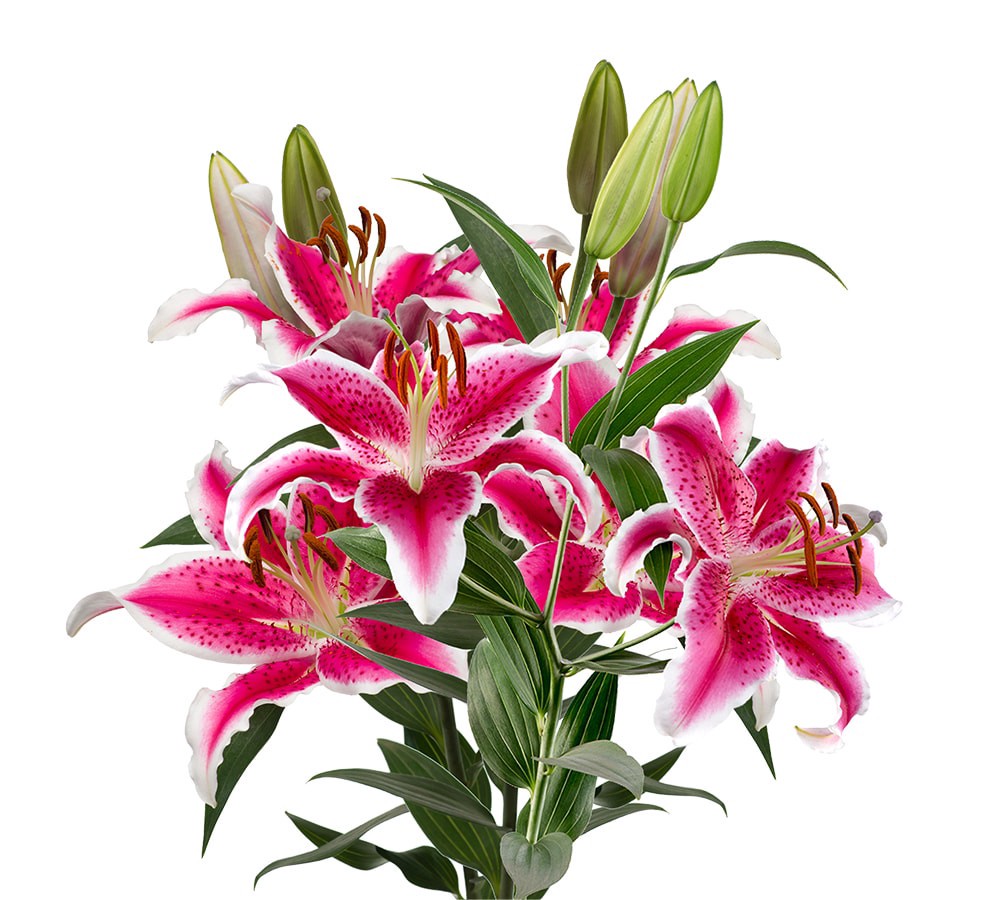 slide 5 of 6, Private Selection Bloom Haus Oriental Lily Bunch, 3 ct