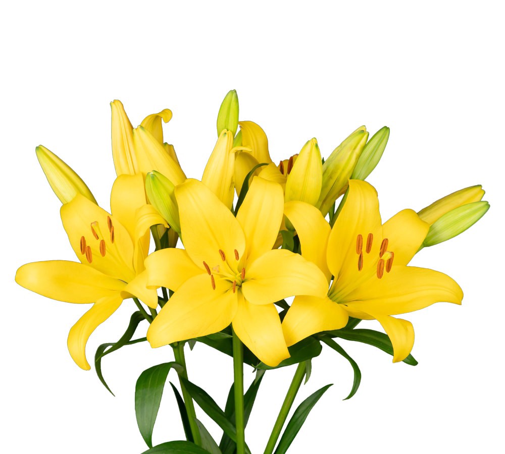 slide 3 of 6, Private Selection Bloom Haus Oriental Lily Bunch, 3 ct