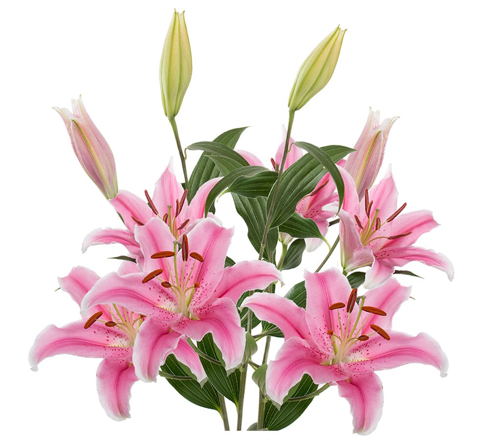 slide 4 of 6, Private Selection Bloom Haus Oriental Lily Bunch, 3 ct