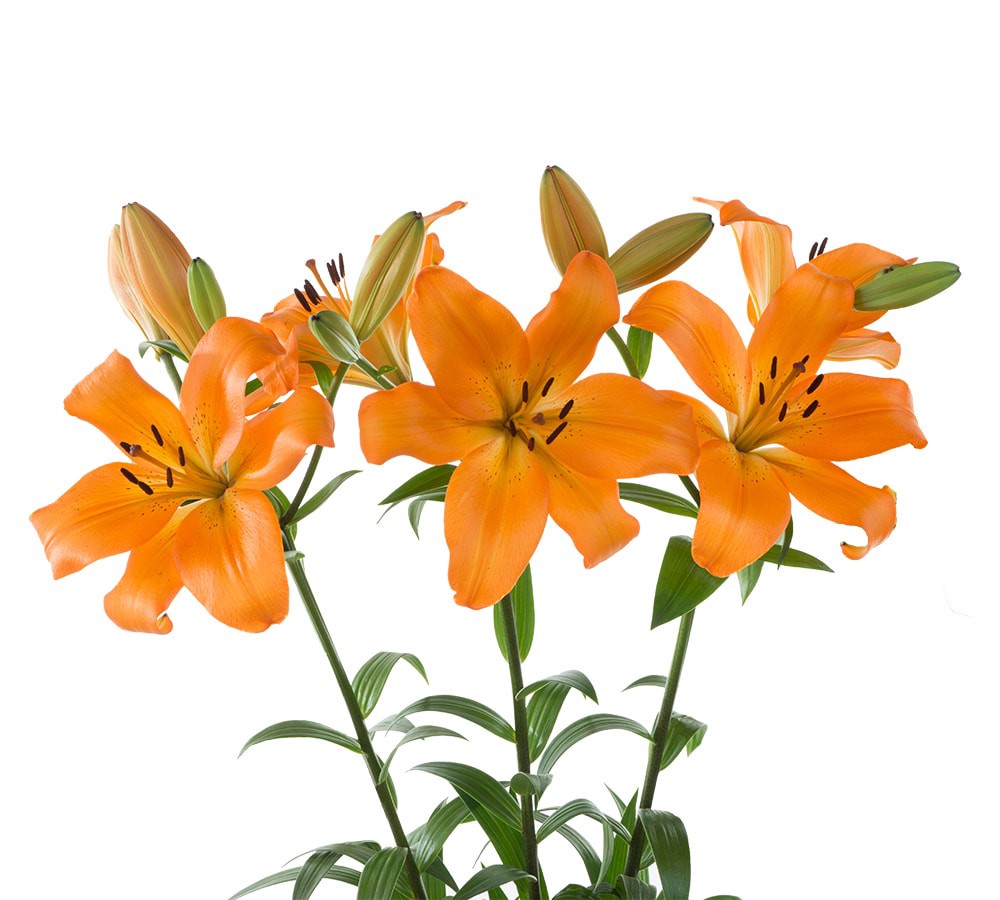 slide 2 of 6, Private Selection Bloom Haus Oriental Lily Bunch, 3 ct