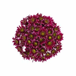 Sunshine Bouquet Pom Premium Purple/Lavender F4L