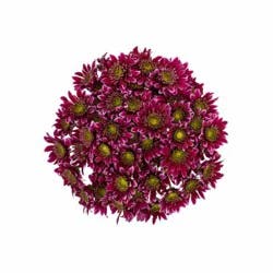 Sunshine Bouquet Pom Premium Purple/Lavender F4L