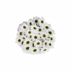 Bloom Haus Pom White Green Assorted Bunch
