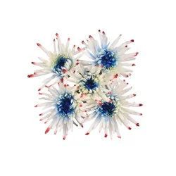 Bloom Haus Patriotic Fresh Flower Bunch, 1 ct