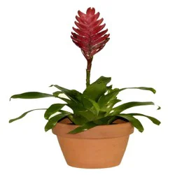 Potted Bromeliad, 4 in