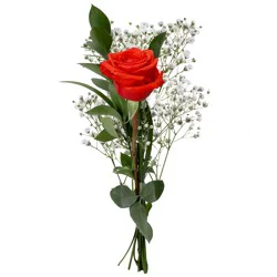 Giant Eagle Long Stem Single Rose