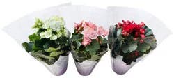 Begonia 6" Assorted Color Pot Cover