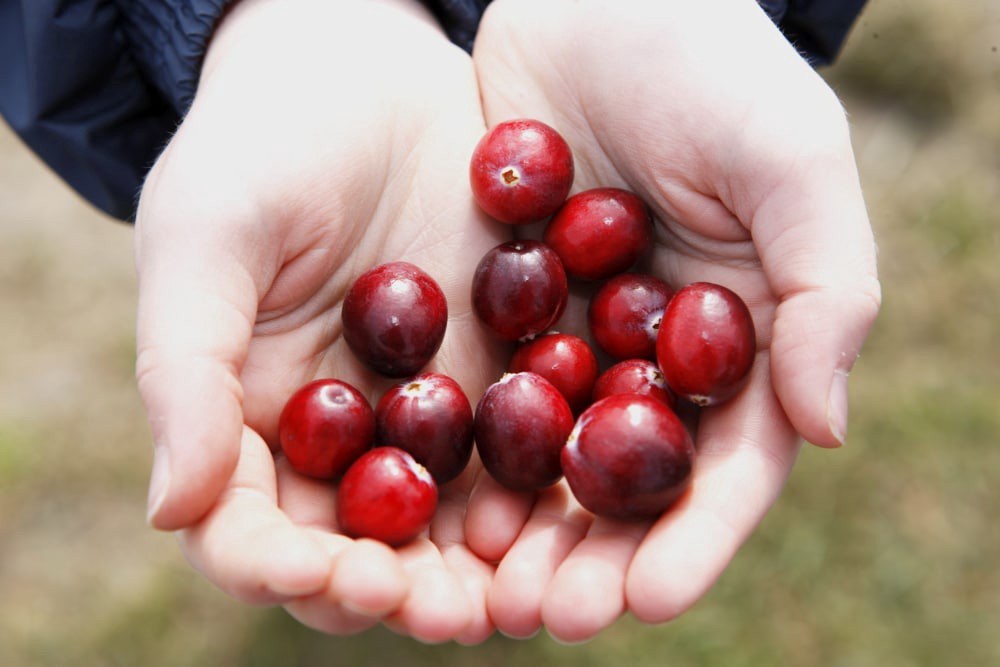 slide 2 of 2, Ocean Spray Fresh Premium Cranberries, 32 oz