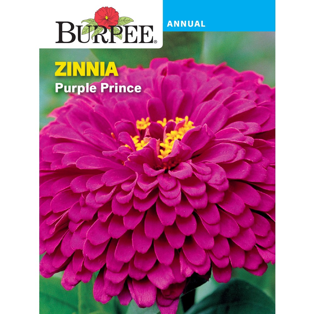 slide 1 of 1, Burpee Zinnia Purple Prince Seeds, 1 ct