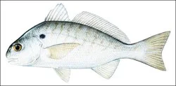 Fish-Whole Spot Fish