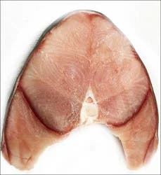 Fish-Whole Shark