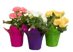 4" Rieger Begonia