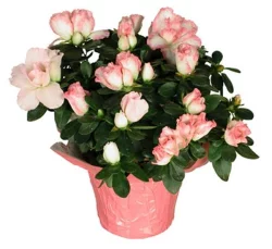 Fresh 6" Potted Azalea