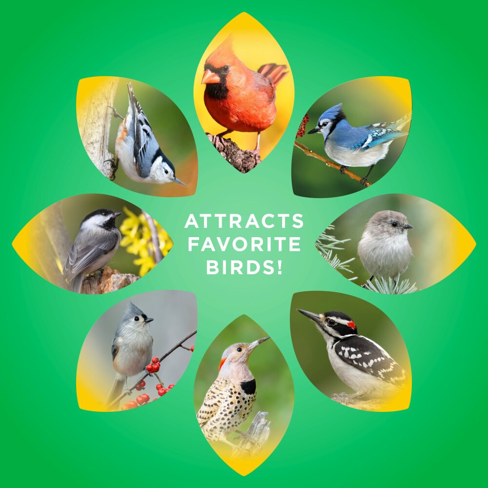 slide 6 of 6, Audubon Park® Nutty Treat Suet Wild Bird Food, 11 oz, 11 oz