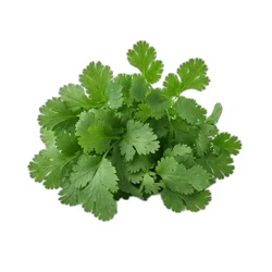 Organic Cilantro Bag