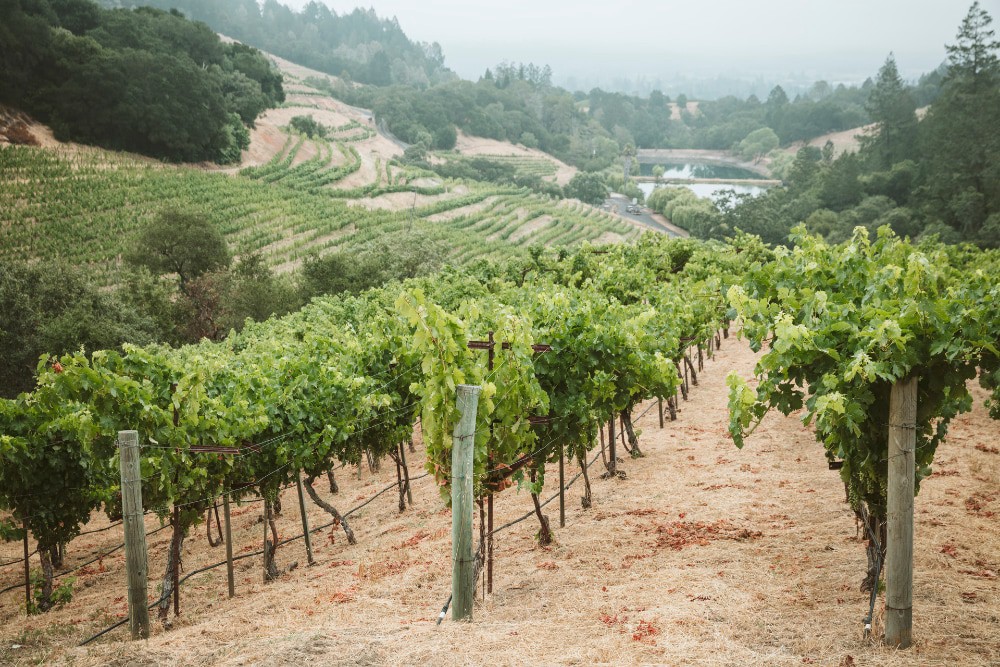 slide 2 of 4, Newton Napa Valley Unfiltered Chardonnay, 750 ml