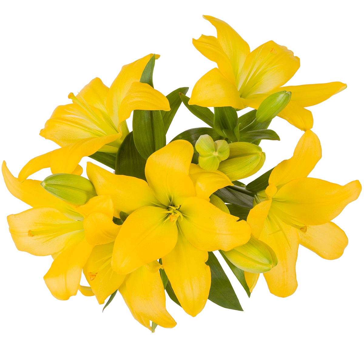 slide 1 of 1, K Lily Yellow, 1 ct