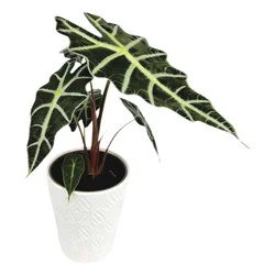 Premium Tropical Foliage 5 Inch