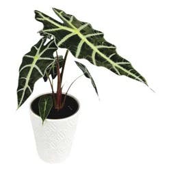 Premium Tropical Foliage 5 Inch