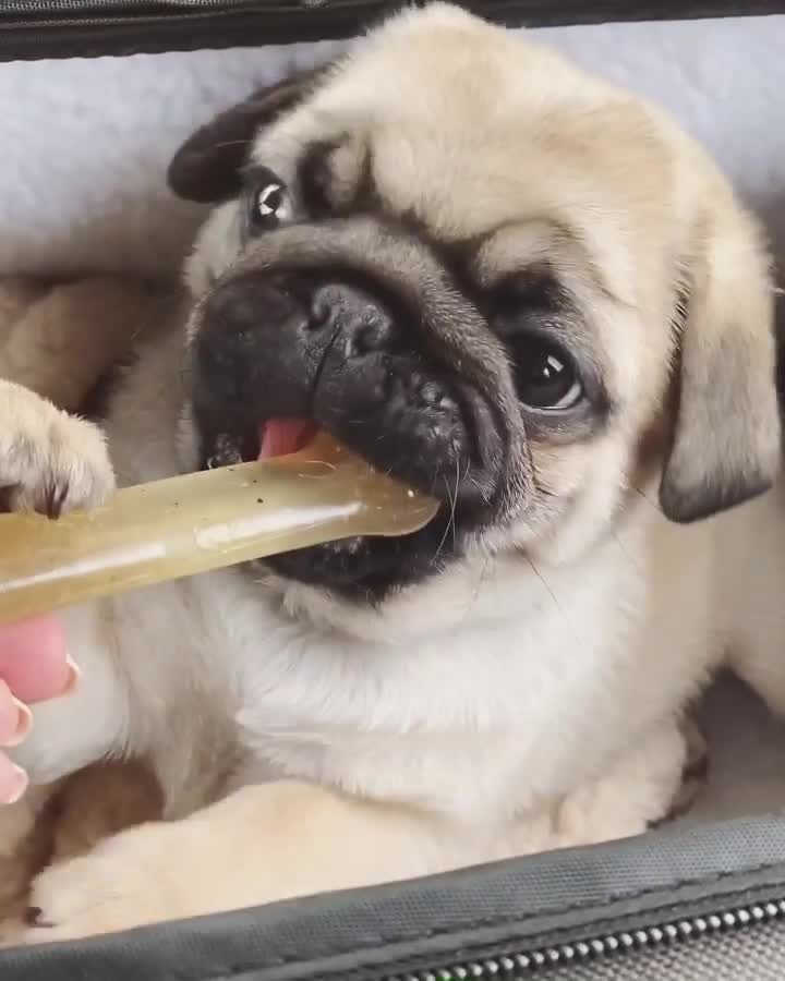 slide 7 of 10, Nylabone Moderate Chew Chicken Chew Toy Small/Regular - Up to 25 Ibs.(1 Count), 1 ct