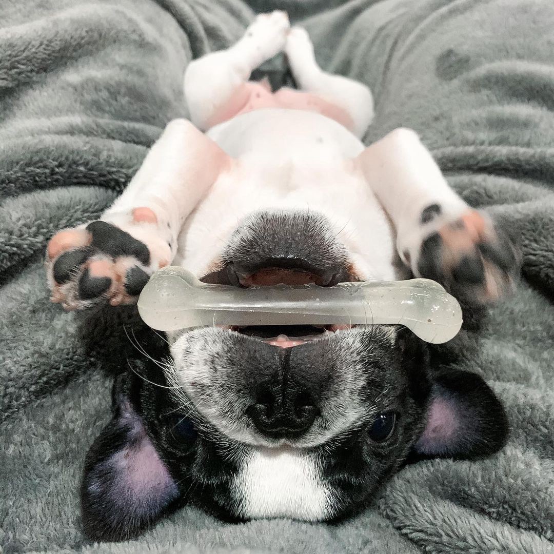 slide 10 of 10, Nylabone Moderate Chew Chicken Chew Toy Small/Regular - Up to 25 Ibs.(1 Count), 1 ct