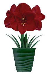 Amaryllis Ferrari Bulb