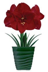 Amaryllis Ferrari Bulb