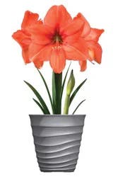 Amaryllis Desire Bulbs