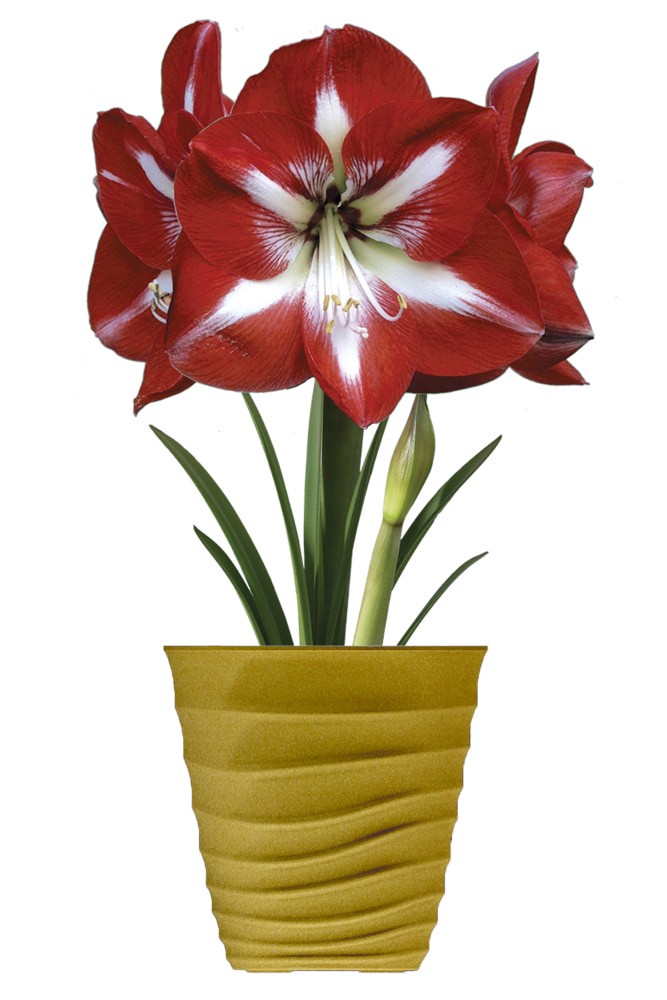 slide 1 of 2, Amaryllis Stargazer Bulbs, 8 ct