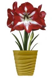 Amaryllis Stargazer Bulbs