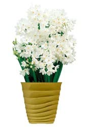 Paperwhite Ziva Bulbs