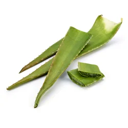 Aloe Vera Leaves