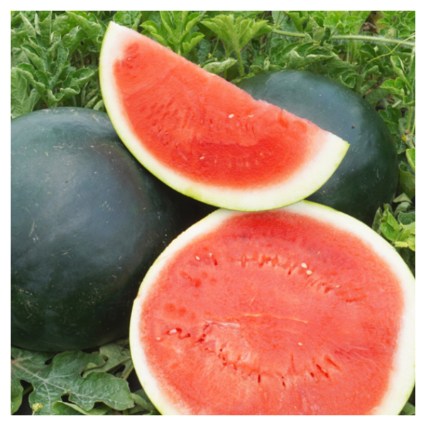 Black Diamond Seedless Watermelon per lb | Shipt