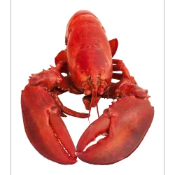 Fresh Chicken Lobster