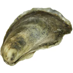 Little Shemogue Oysters