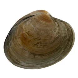 Market District Clams, Wild Cherrystone, USA