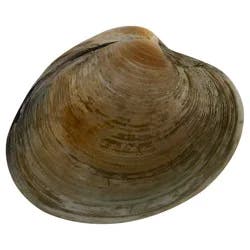 Market District Neck Clams, Wild Top