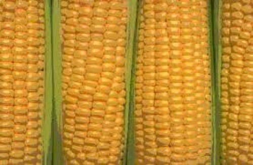 slide 1 of 1, Packaged Corn, 5 ct