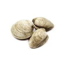 Middleneck Clams Ct