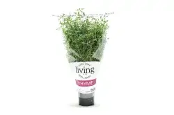 North Shore Living Thyme