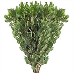 Fresh Pittosporum Garden Bunch
