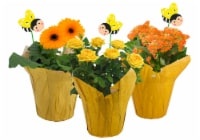 slide 1 of 1, Blooming Potted Plant With Bee Pick - Assorted, 6 in pot